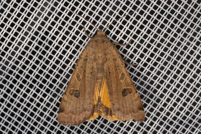Noctua orbona - foltos sárgafűbagoly