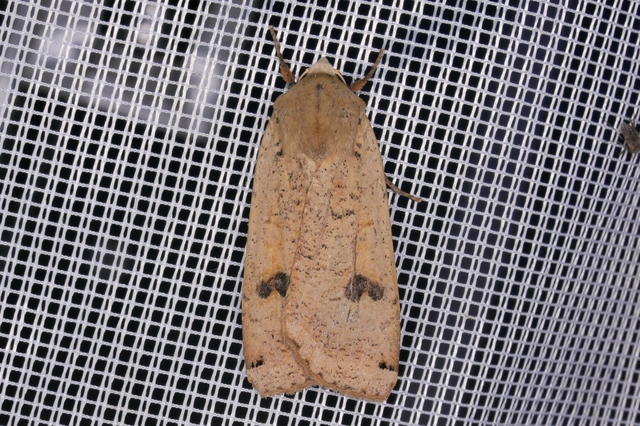 Noctua pronuba - nagy sárgafűbagoly