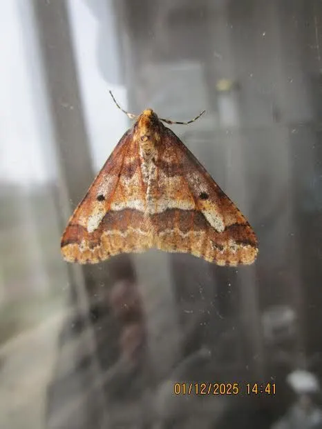 Erannis defoliaria - nagy téliaraszoló