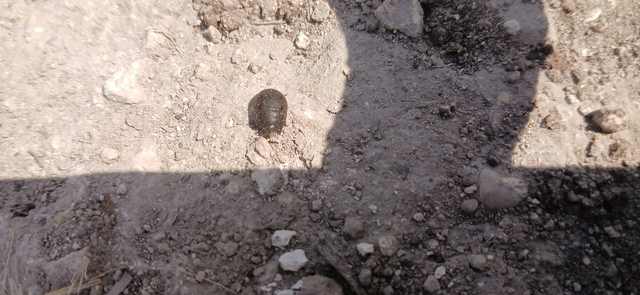 Odontoscelis Odontoscelis