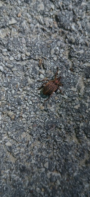 Brachypera zoilus - lucerna-gubósormányos