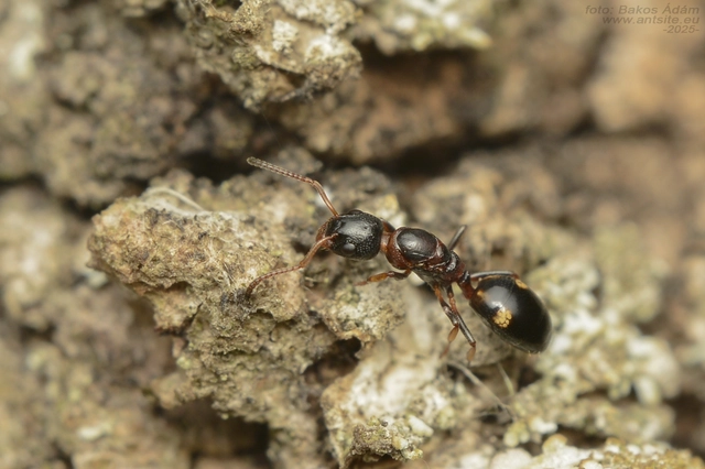 Dolichoderus quadripunctatus - négypettyes erdeihangya