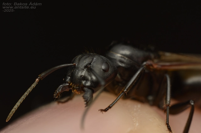 Camponotus vagus - fekete lóhangya