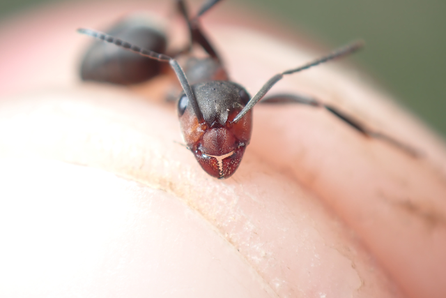 Formica pratensis - réti vöröshangya