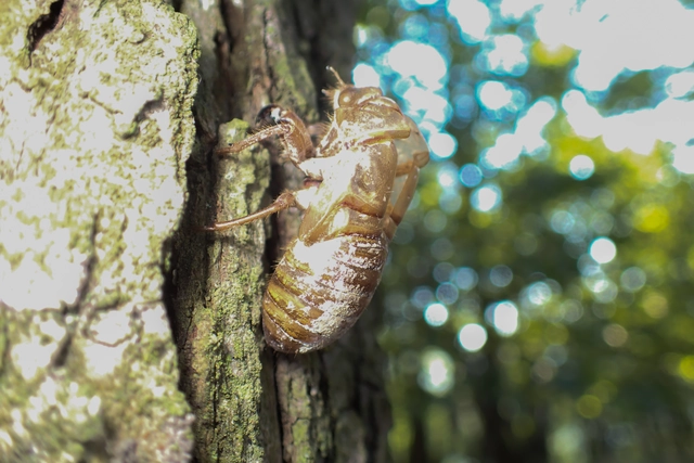 Tibicina haematodes - óriás-énekeskabóca
