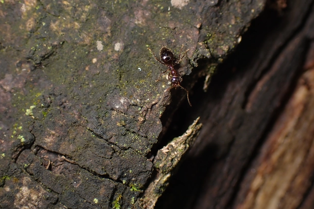 Prenolepis nitens - ragyogóhangya