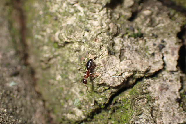Colobopsis truncata - kapushangya