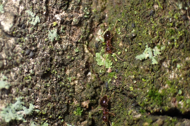 Prenolepis nitens - ragyogóhangya
