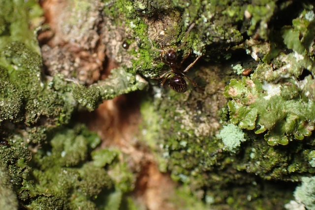 Prenolepis nitens - ragyogóhangya