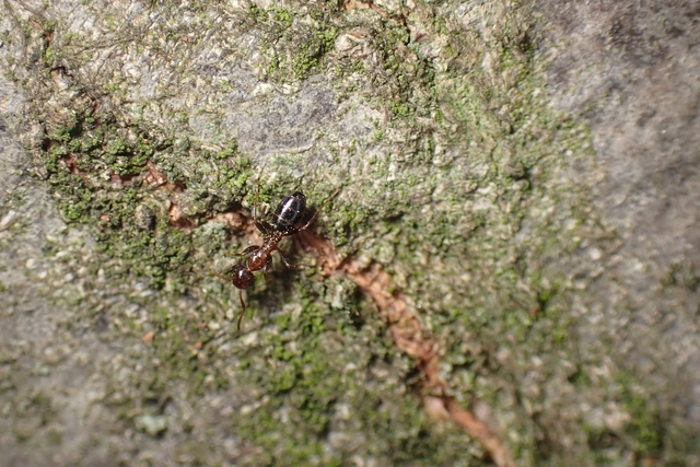 Colobopsis truncata - kapushangya