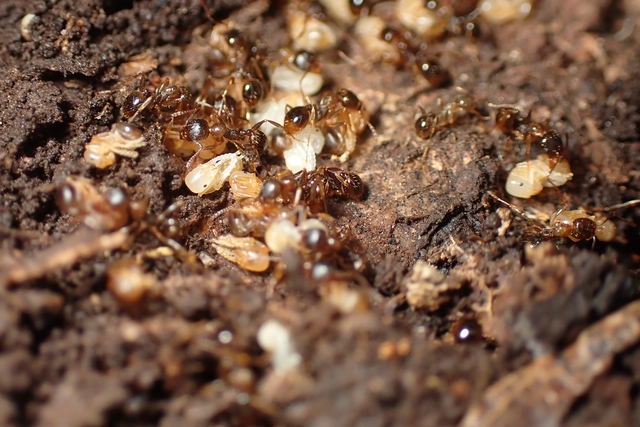 Aphaenogaster subterranea - vörös karcsúhangya