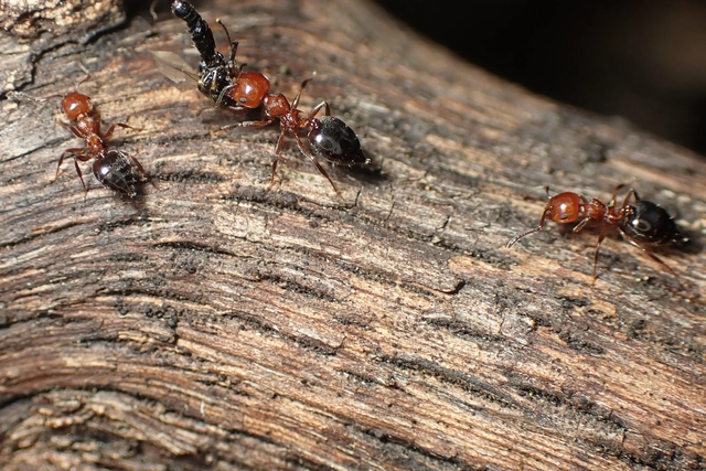 Crematogaster schmidti - vörös szívhangya
