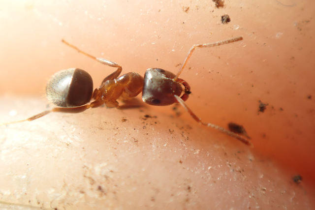 Lasius brunneus - rozsdáshátú feketehangya