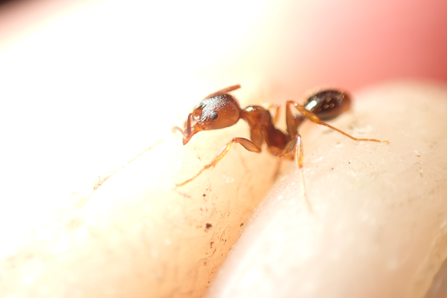 Aphaenogaster subterranea - vörös karcsúhangya