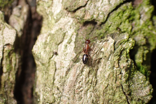 Colobopsis truncata - kapushangya
