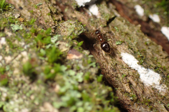 Prenolepis nitens - ragyogóhangya