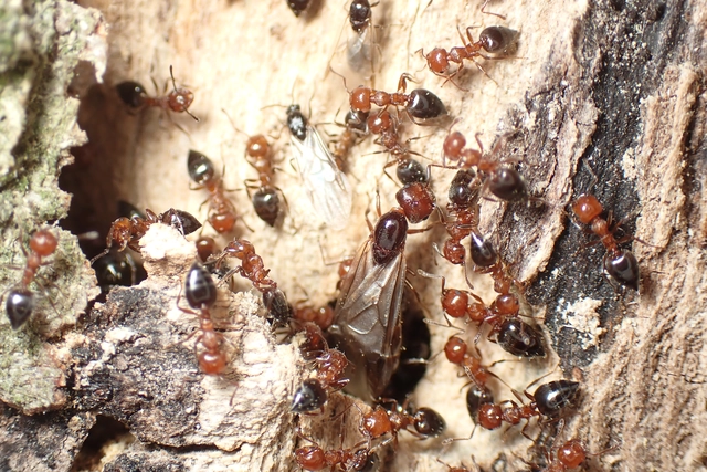 Crematogaster schmidti - vörös szívhangya
