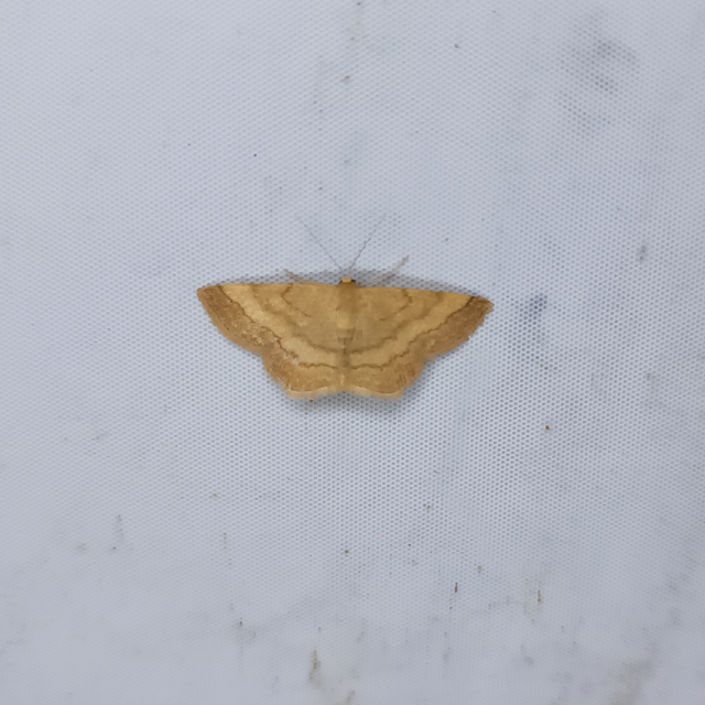 Scopula rubiginata - réti pirosaraszoló