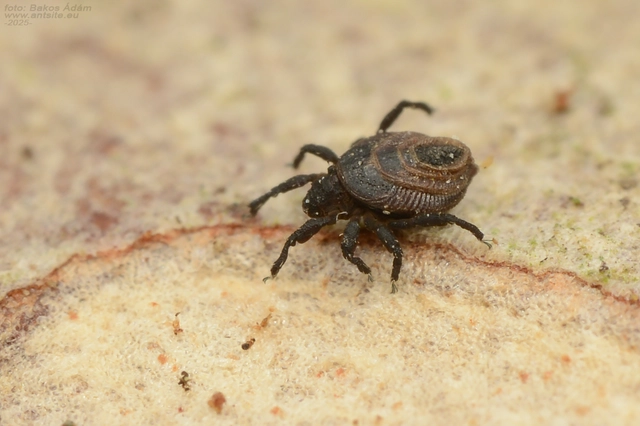 Neoliodidae