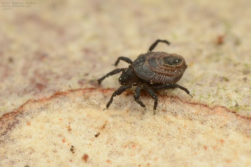 Neoliodidae