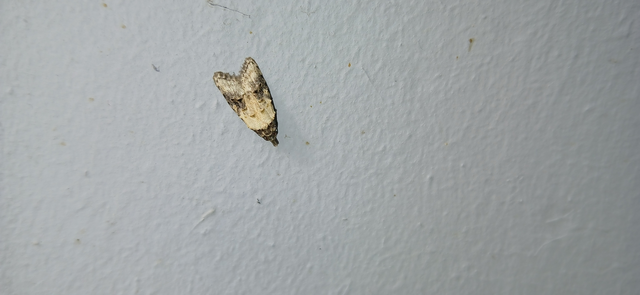 Carposina scirrhosella - közönséges csipkebogyómoly
