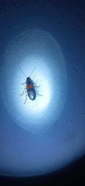 Calathus melanocephalus - vörösnyakú tarfutó