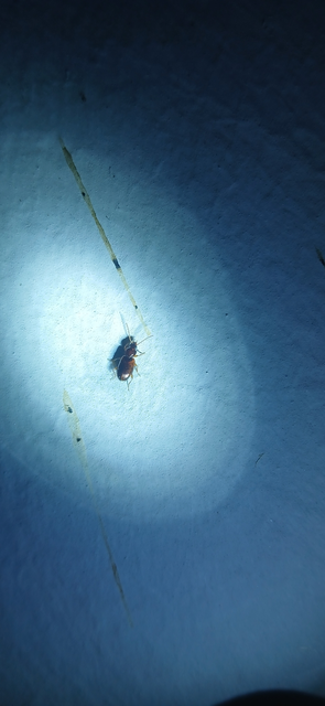 Trechus quadristriatus - közönséges fürgefutonc