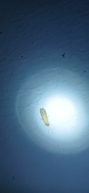 Trichoptera - Tegzesek