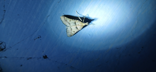 Stemmatophora brunnealis - barna fényilonca