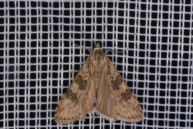 Nomophila noctuella - közönséges vándormoly