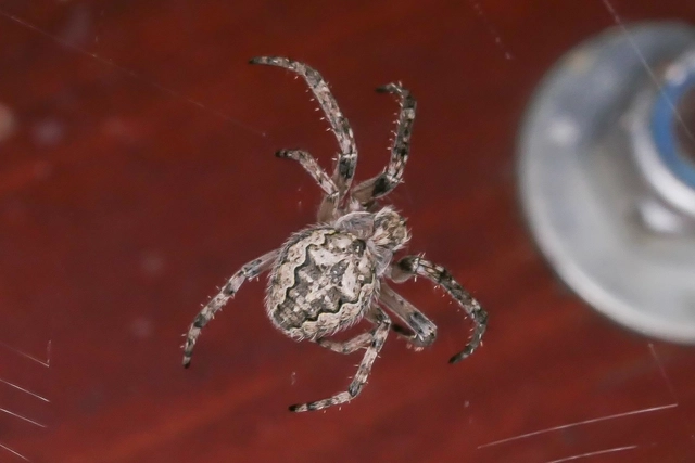Araneae - Pókok Araneae - Pókok