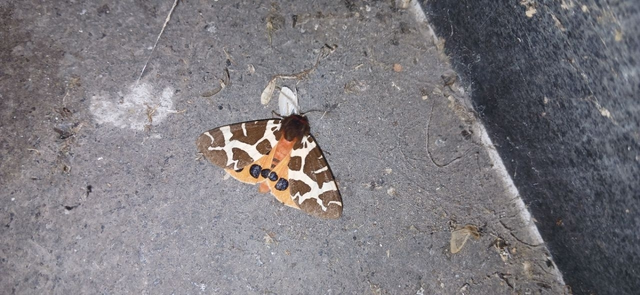Arctia caja - közönséges medvelepke