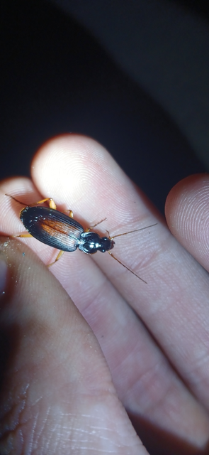 Dolichus halensis - hantfutó