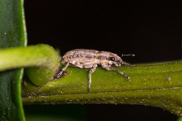 Sitona callosus - szempillás csipkézőbogár