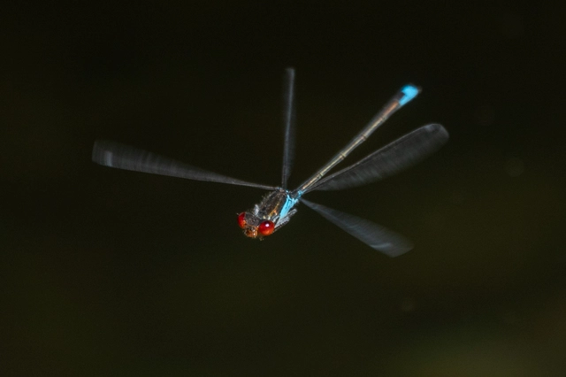 Erythromma viridulum - kis pirosszemű-légivadász