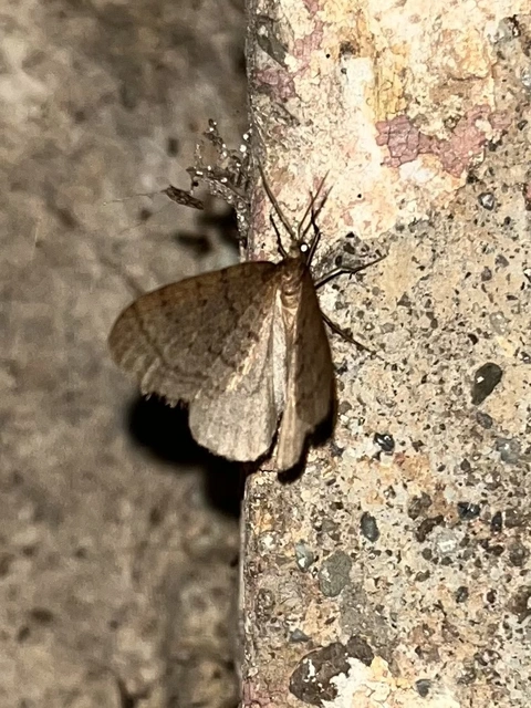 Operophtera brumata - kis téliaraszoló