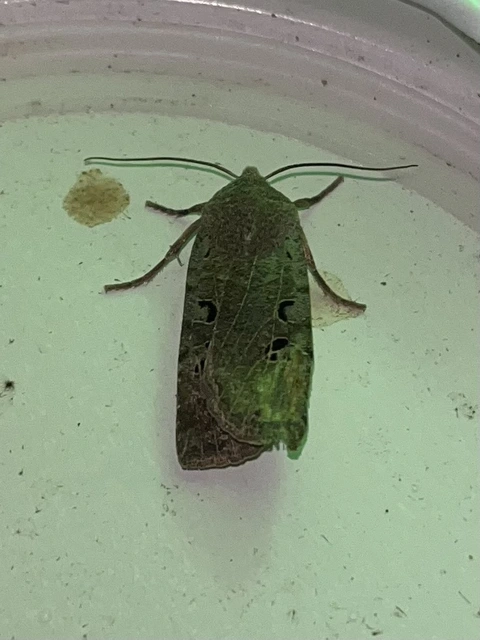 Conistra rubiginosa - szürke télibagoly