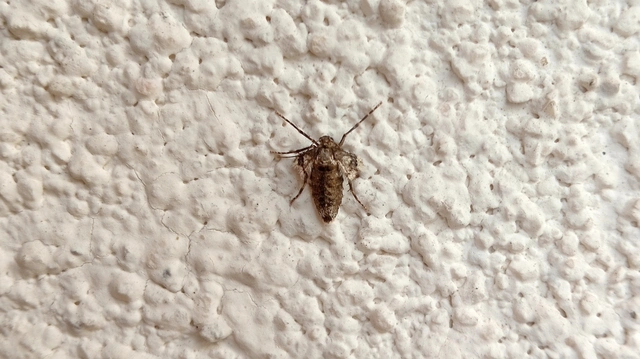 Operophtera brumata - kis téliaraszoló