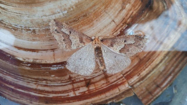 Erannis defoliaria - nagy téliaraszoló