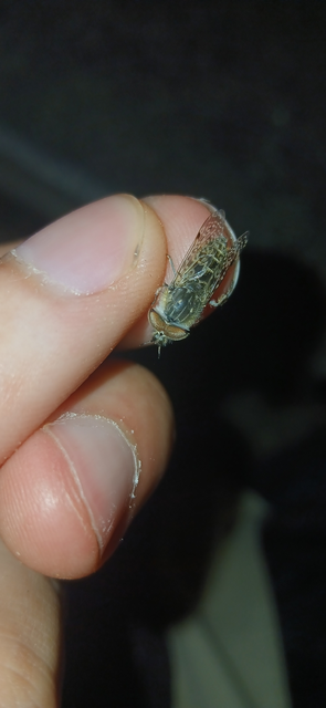 Haematopota
