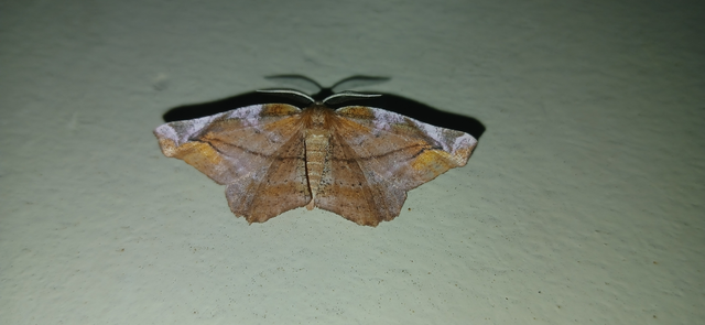 Apeira syringaria - orgona-araszoló