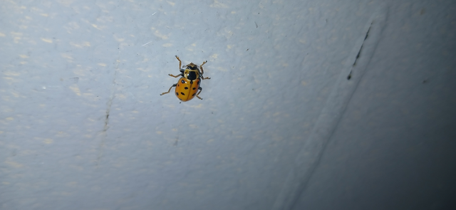 Hippodamia tredecimpunctata - mocsári katica