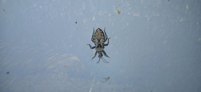 Coranus