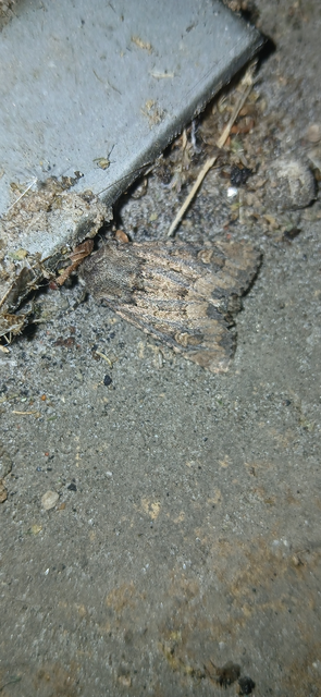 Luperina testacea - barnás szürkebagoly