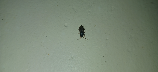 Rhyparochromidae - földibodobácsok