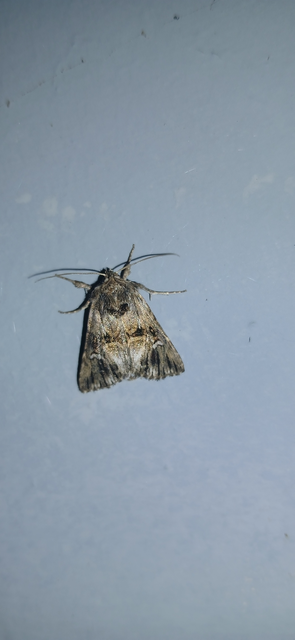 Calophasia lunula - gyújtoványfű-apróbagoly