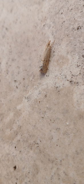 Euchromius ocellea - ezüstcsíkos mozaikmoly