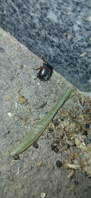 Chrysolina limbata - keretes levélbogár