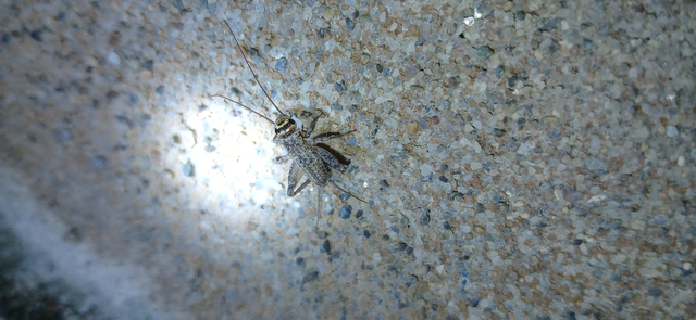 Acheta domesticus - házi tücsök