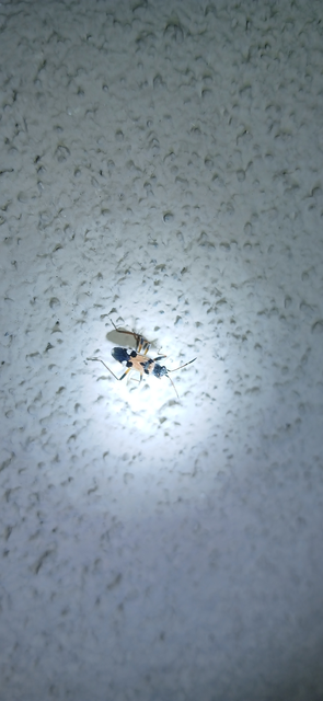 Beosus quadripunctatus - pettyes homokibodobács